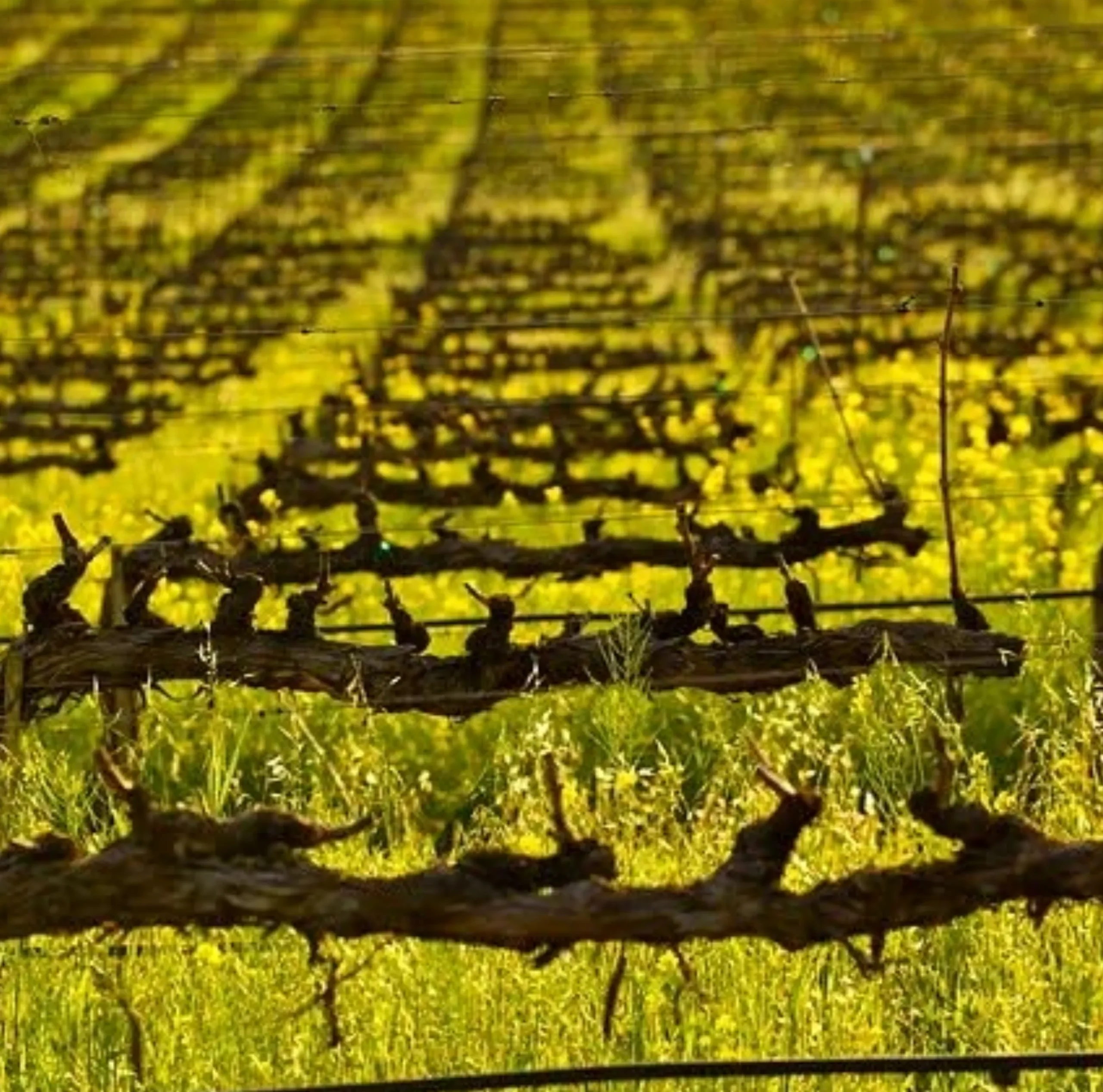 Vineyard, Otway Estate