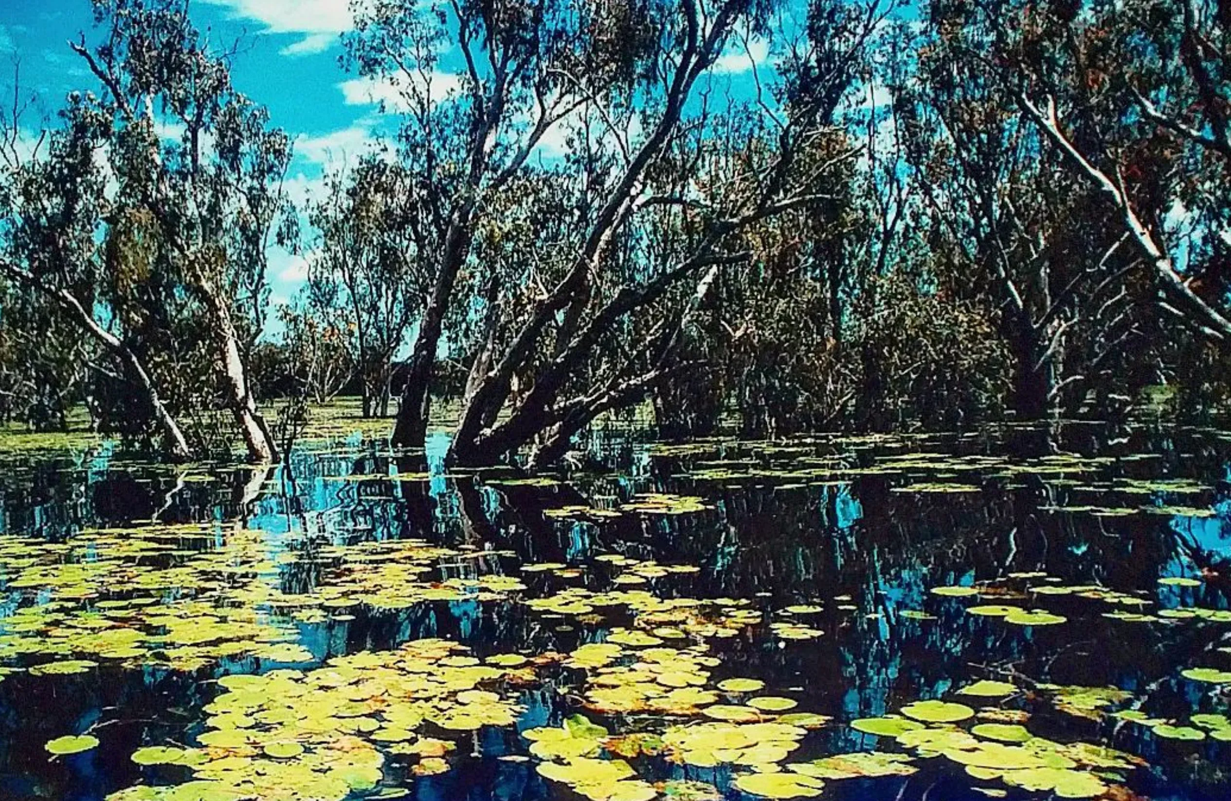 Yellow Water Billabong