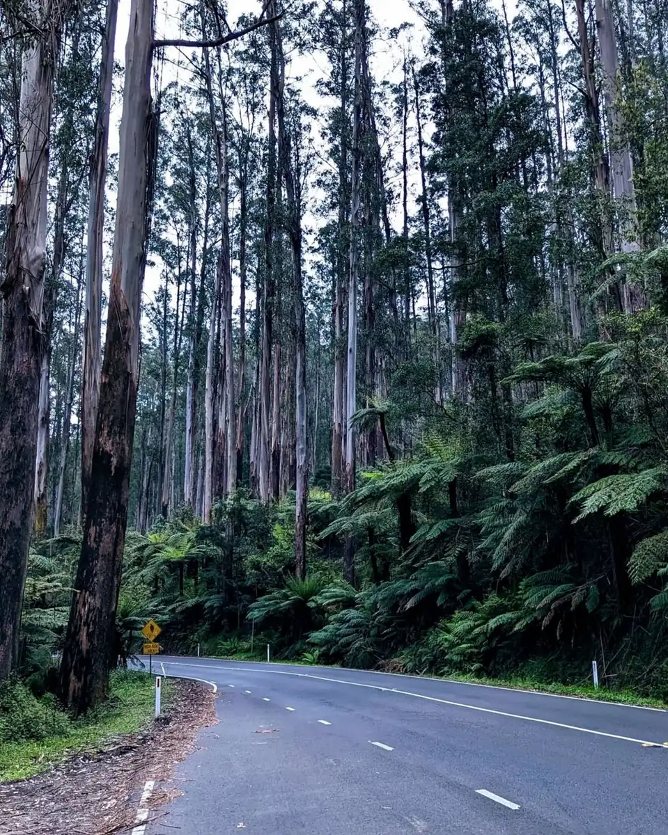 Maroondah Highway, Direct but Jammed