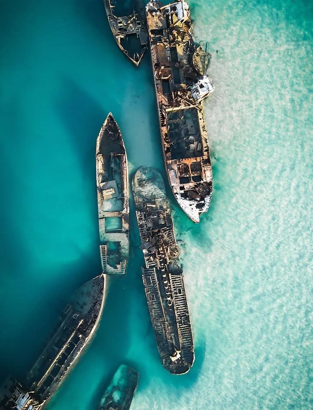 brisbane cage-free wildlife tours