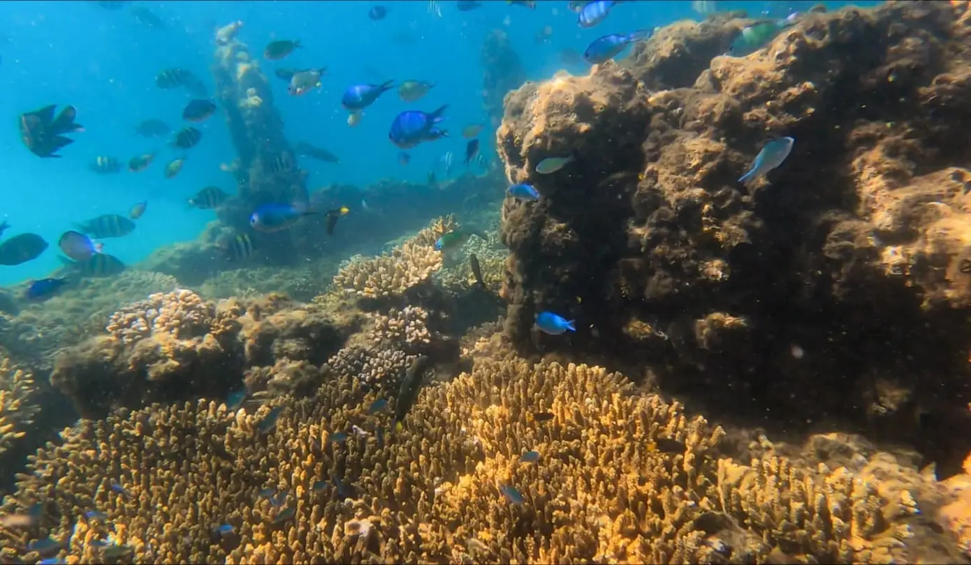 brisbane cage-free wildlife tours