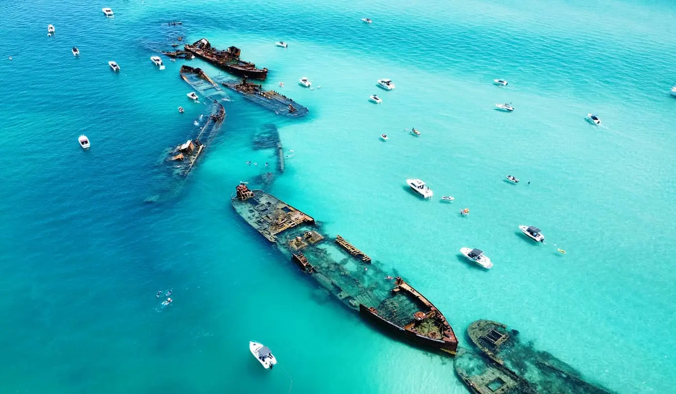 cage-free wildlife tours brisbane