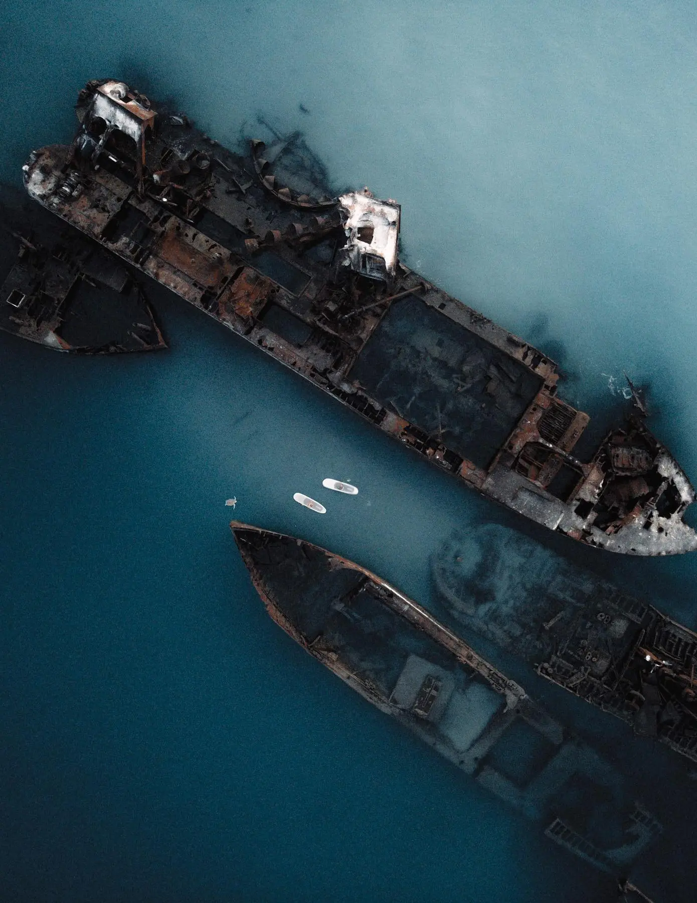 cage-free wildlife tours brisbane